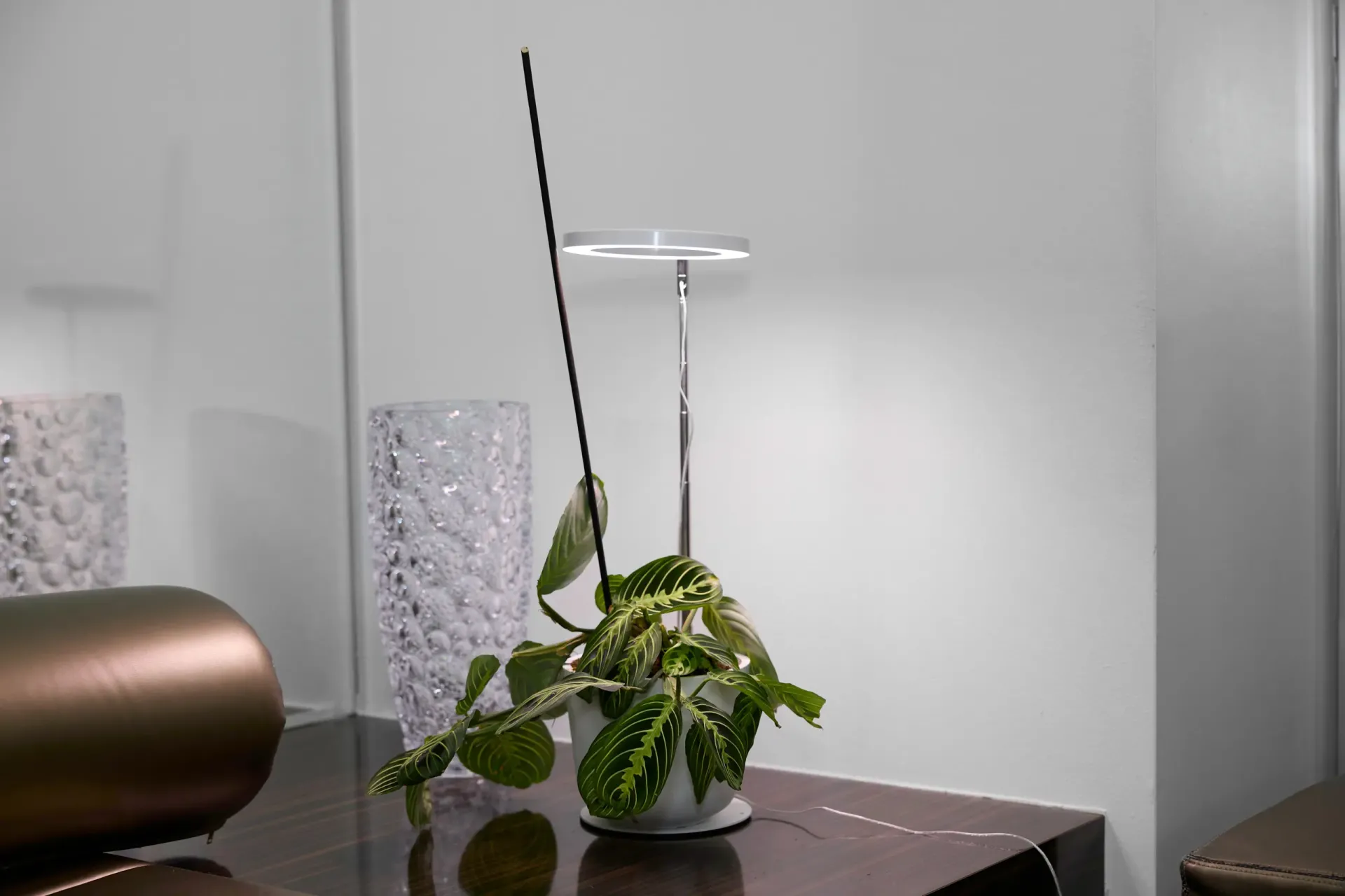 A plant in a white pot with a light above it